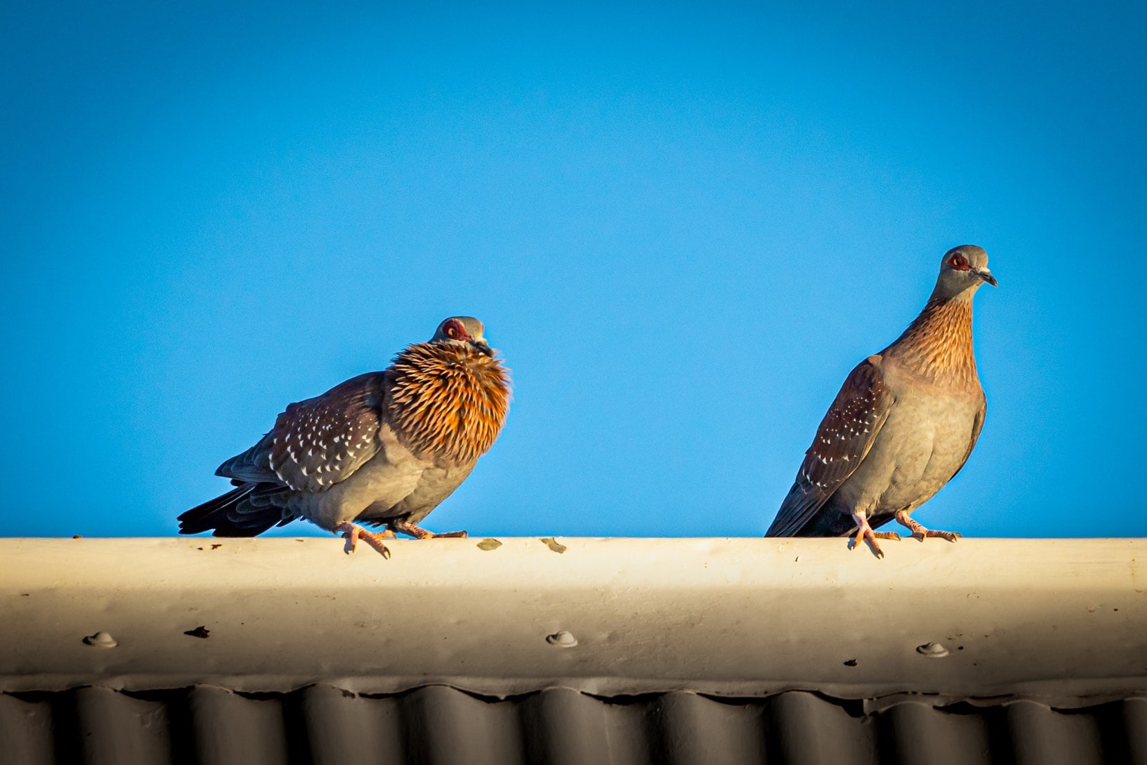 Two roof dwelling Speckled Pigeons  with red rings around their eyes and white specks o their wings