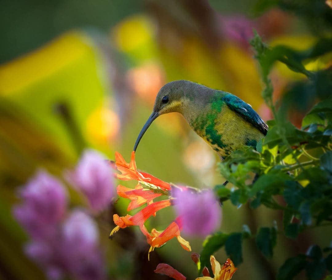 Delicate feeding by the Malachite Sunbird on orange flowers