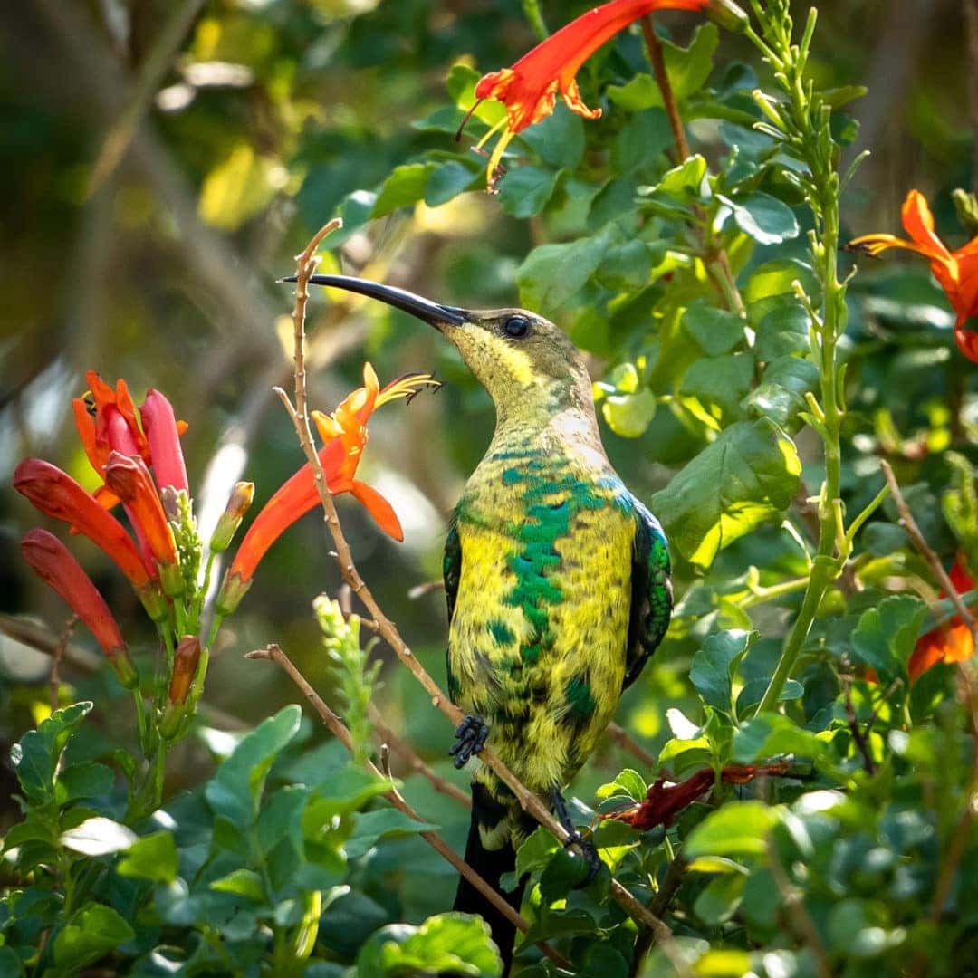 Malachite Sunbird amongst the orange Cape Honeysuckle flowers