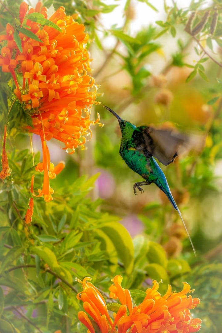 Malachite Sunbird on final entry to a Cape Honeysuckle