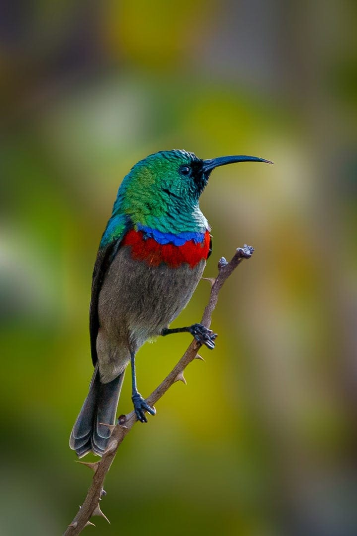 Something has caught the attention of this Southern Double Collared Sunbird