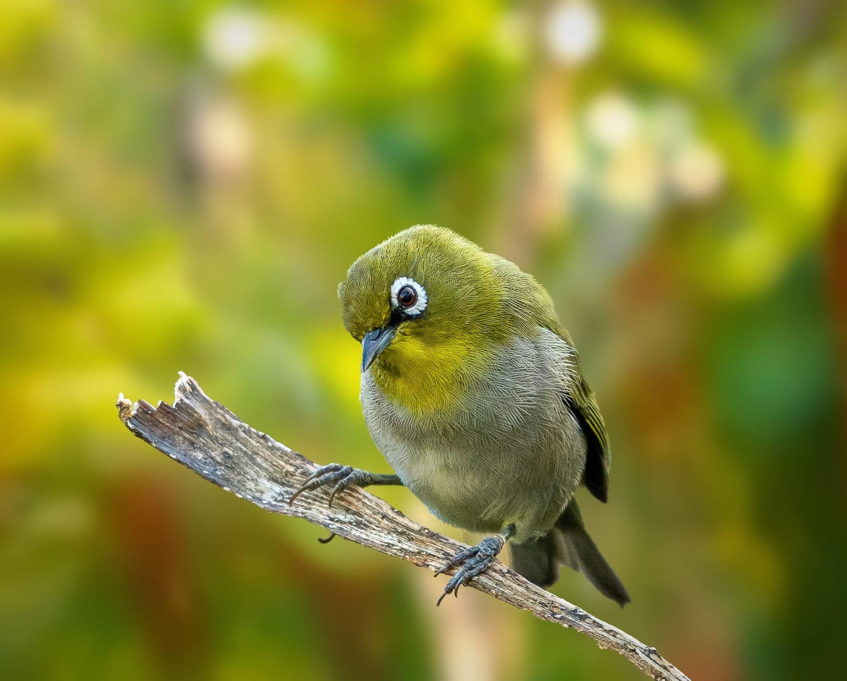 An inquisitive White Eye - a small olive green bird with a white ring around its brown eye