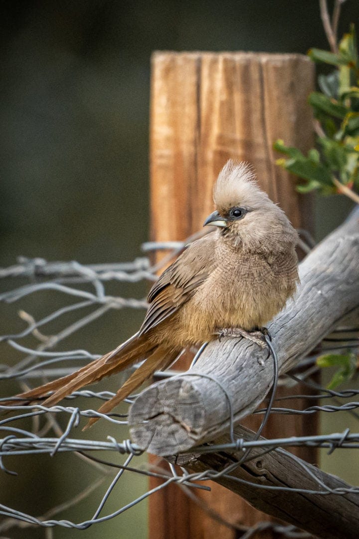 a Speckled Mousebird offers a sat on a fence post 