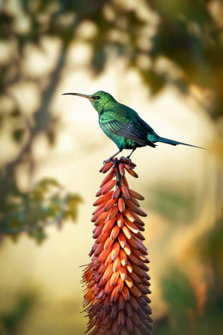 Malachite Sunbird captured at sunset on an Aloe bush