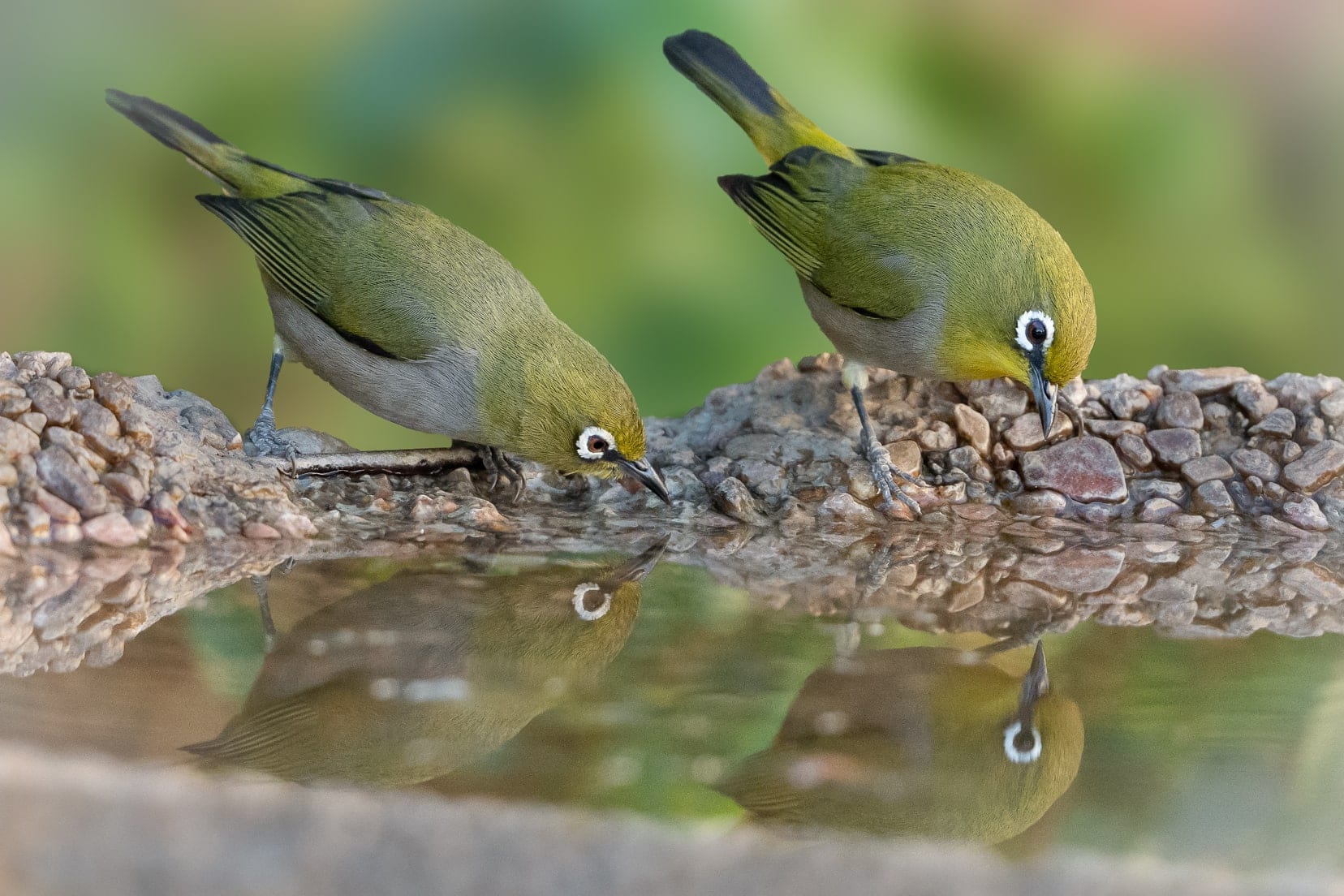 two White Eyes at a bird bath - small olive green birds with a white ring around their brown eyes