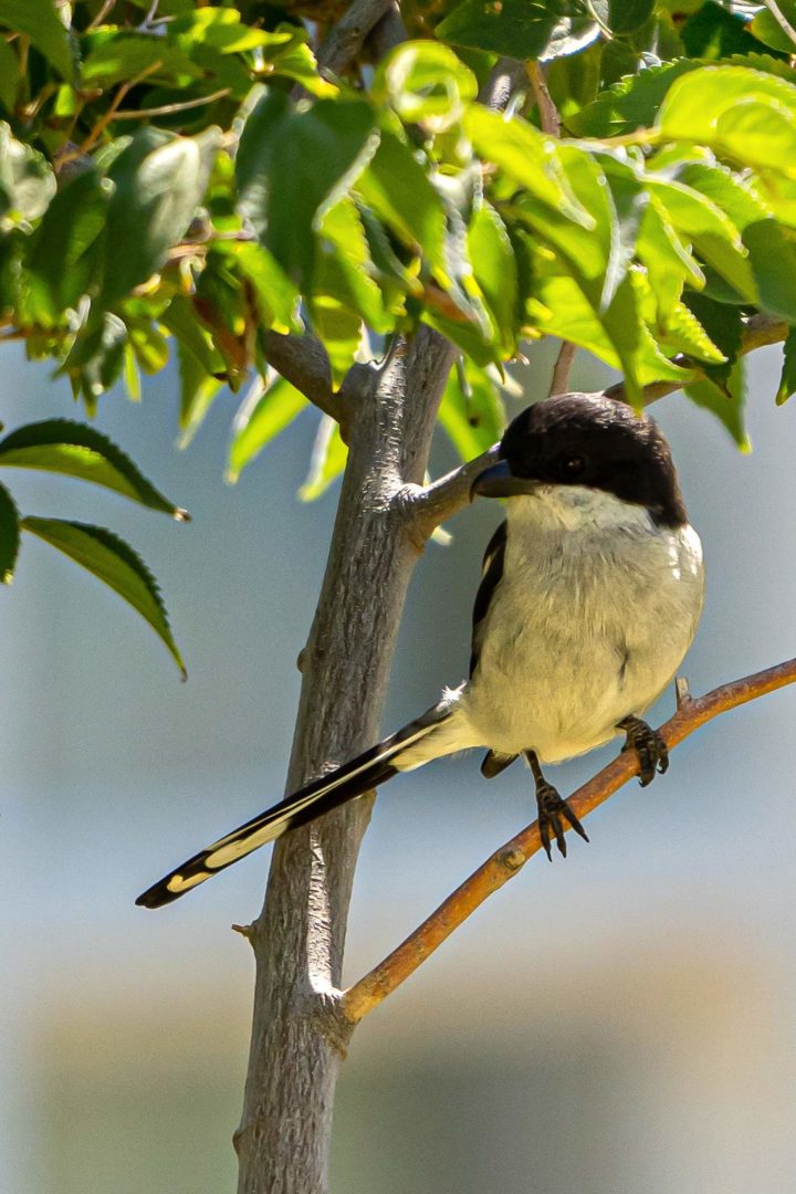 This Fiscal Shrike seems to want to say hi