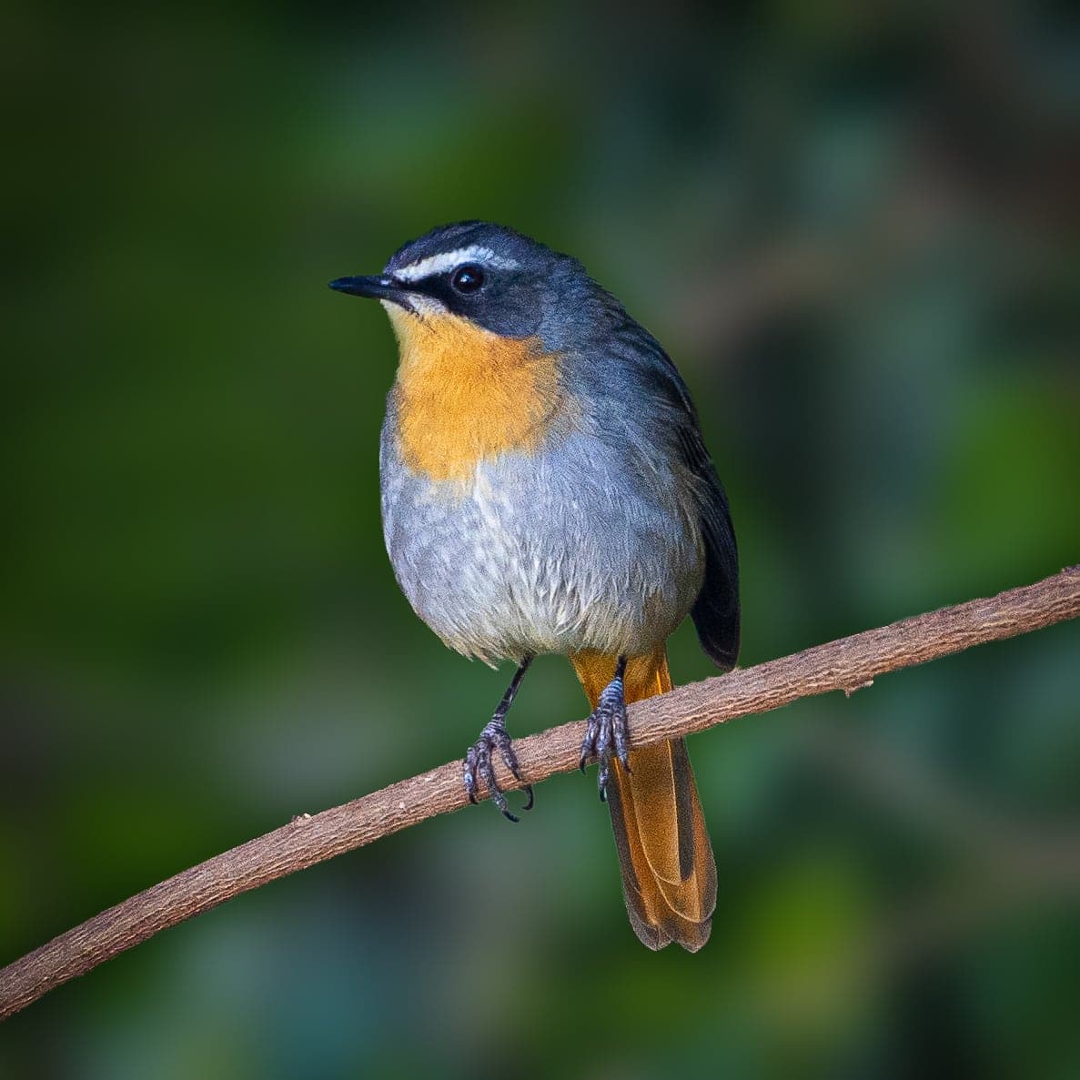 Cape Robin Chat takes a break in the shade stood on a thin wooden branch