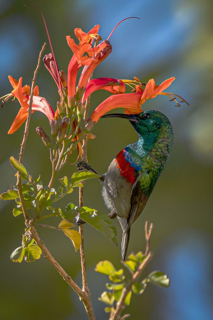 Southern Double Collared Sunbird at dipping its beak into an orange flower