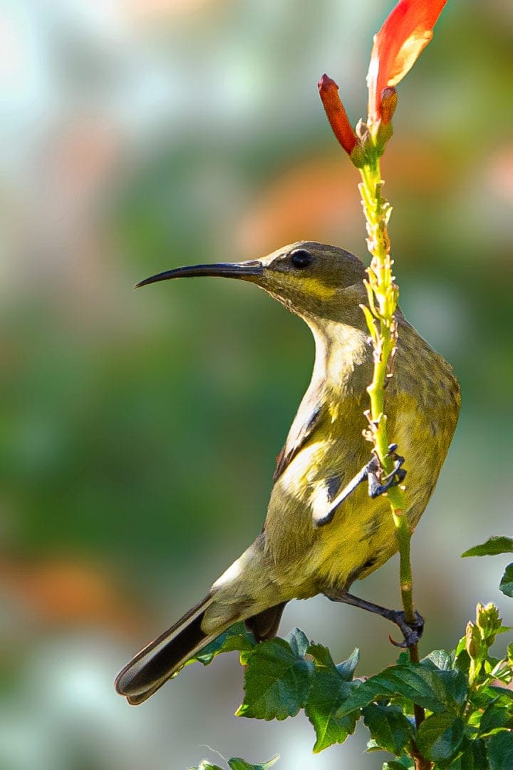 A female Malachite Sunbird
