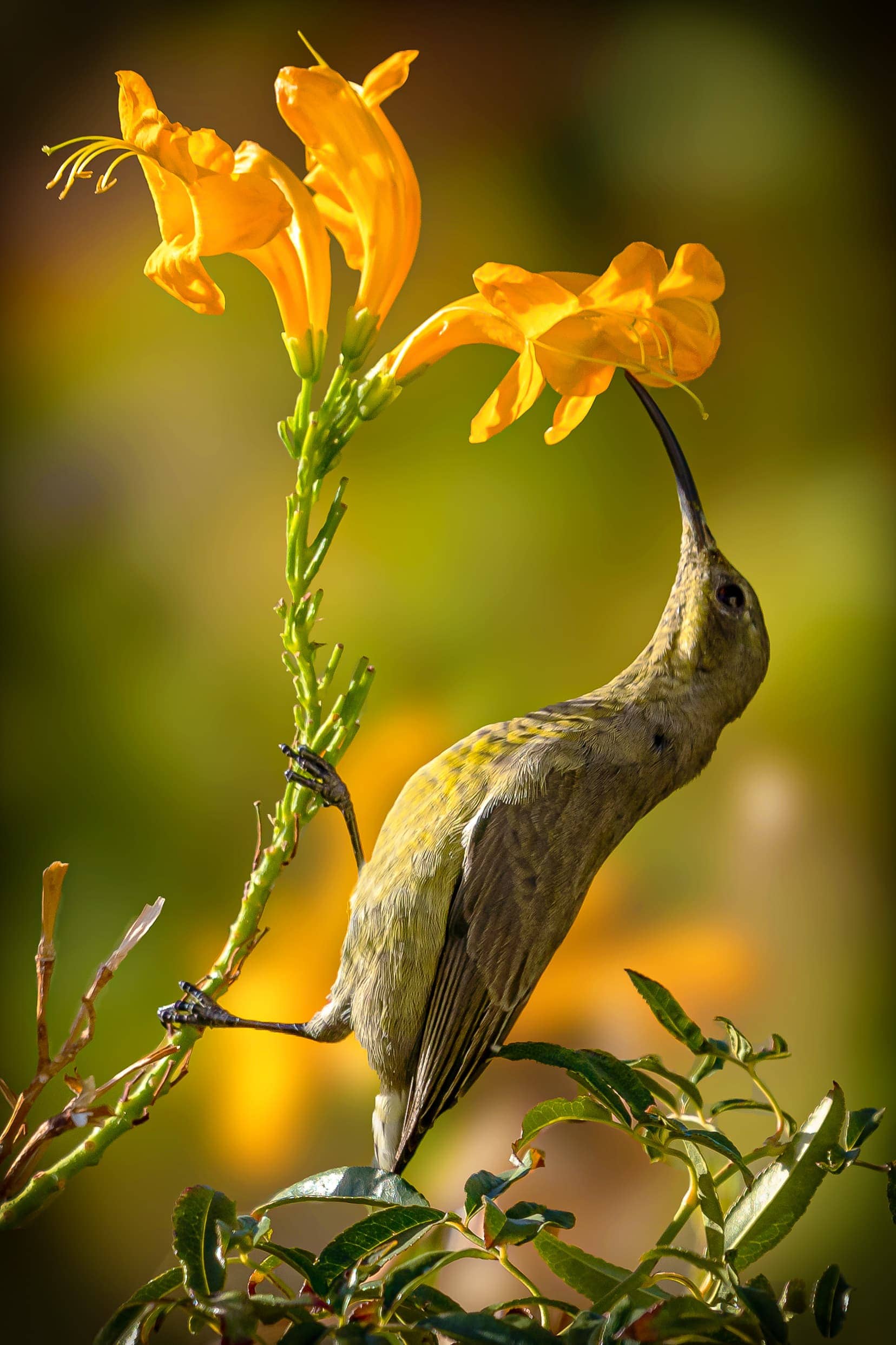 Female Malachite Sunbird - a yellow brown slim bird with a ling slender beak . It is inserting its beak into the yellow flower 
