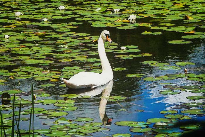 swan in a lake with waterlillies in Pembrokeshire's Bosherton lakes