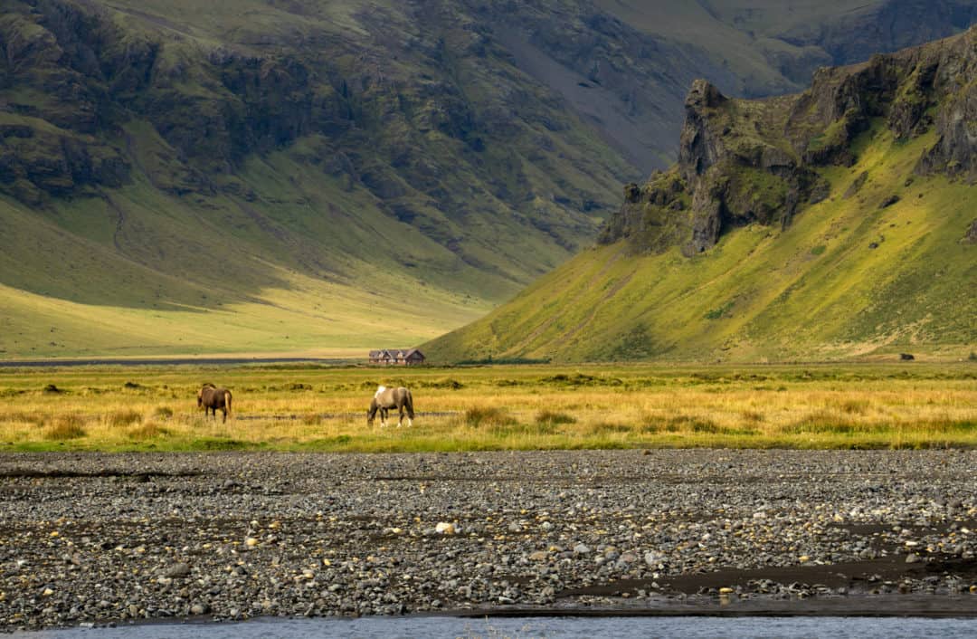 Breathtaking Icelandic landscapes__Icelandic horses grazing on the volcanic plains
