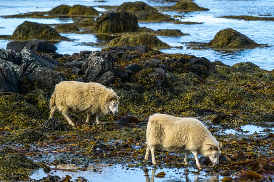 Breathtaking Icelandic landscapes_sheep eating seaweed along the shoreline