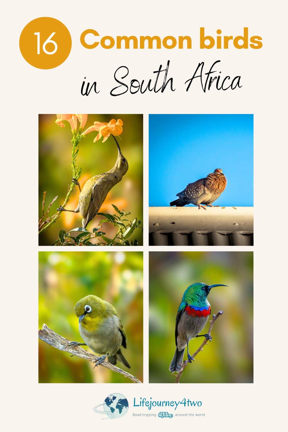 Common birds in Africa Pinterest pin