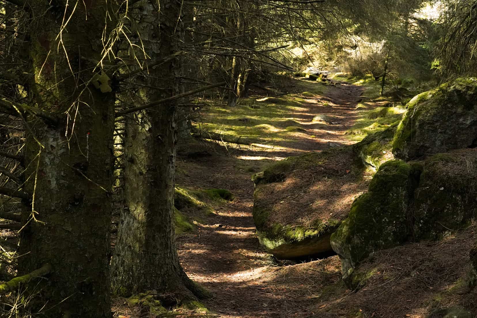 forest in skudeneshavn pine tres with sunshne streaming through