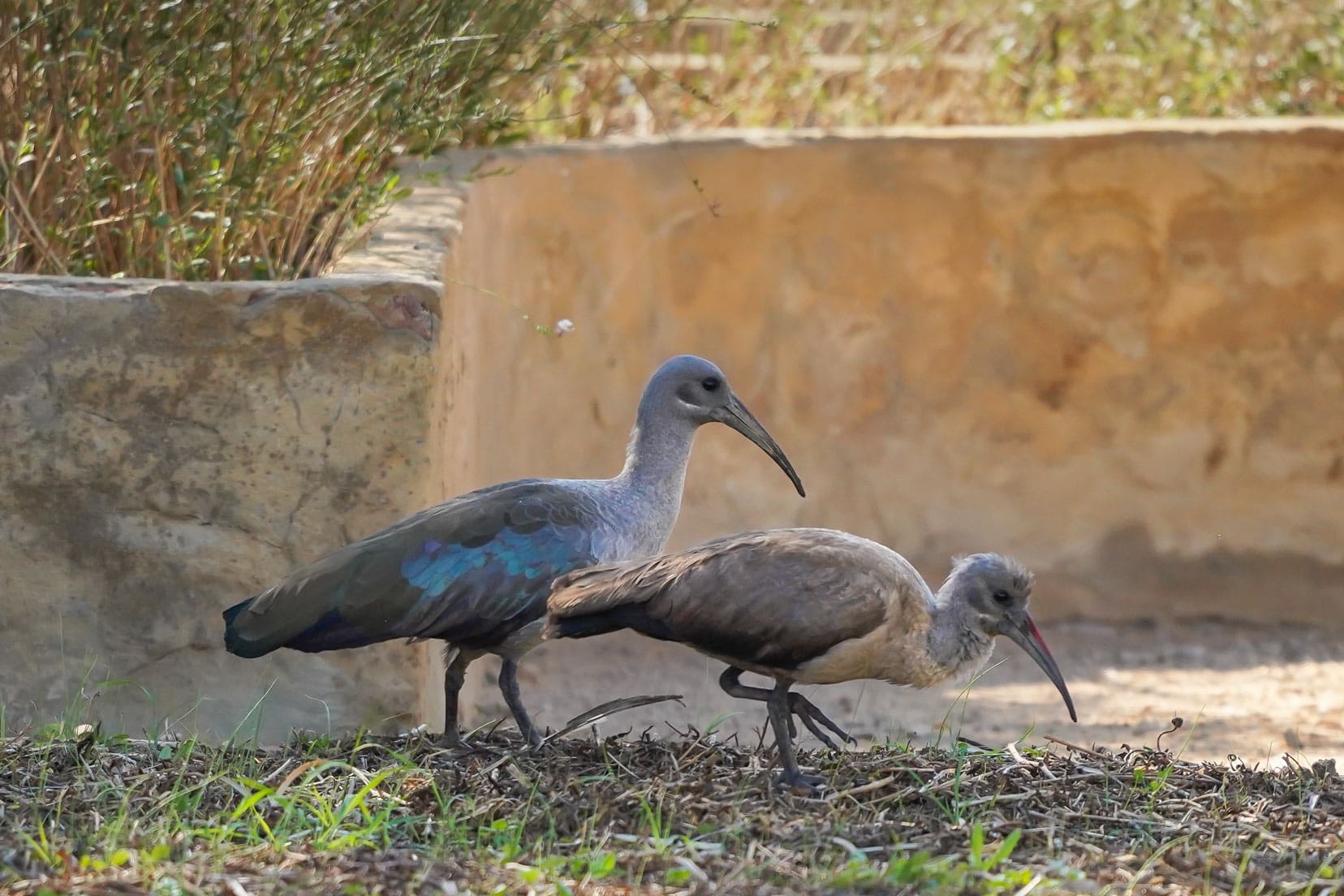 Hadeda-Ibis-pair, SOuth Africa birds