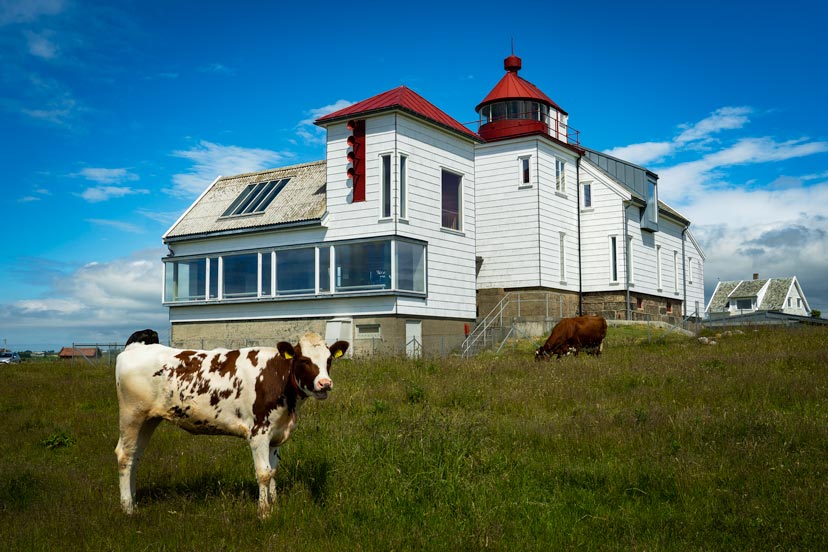 kvassheim lighthouse - a white building with red roof and a cow stood in front of the building