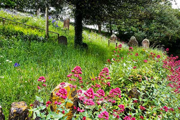 Graveyard with wild flowers in Marloes, Pembrokeshire
