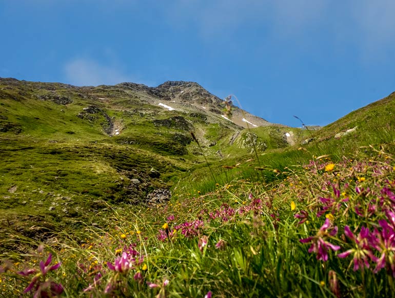Scenery of meadows and alpine wildflowers 