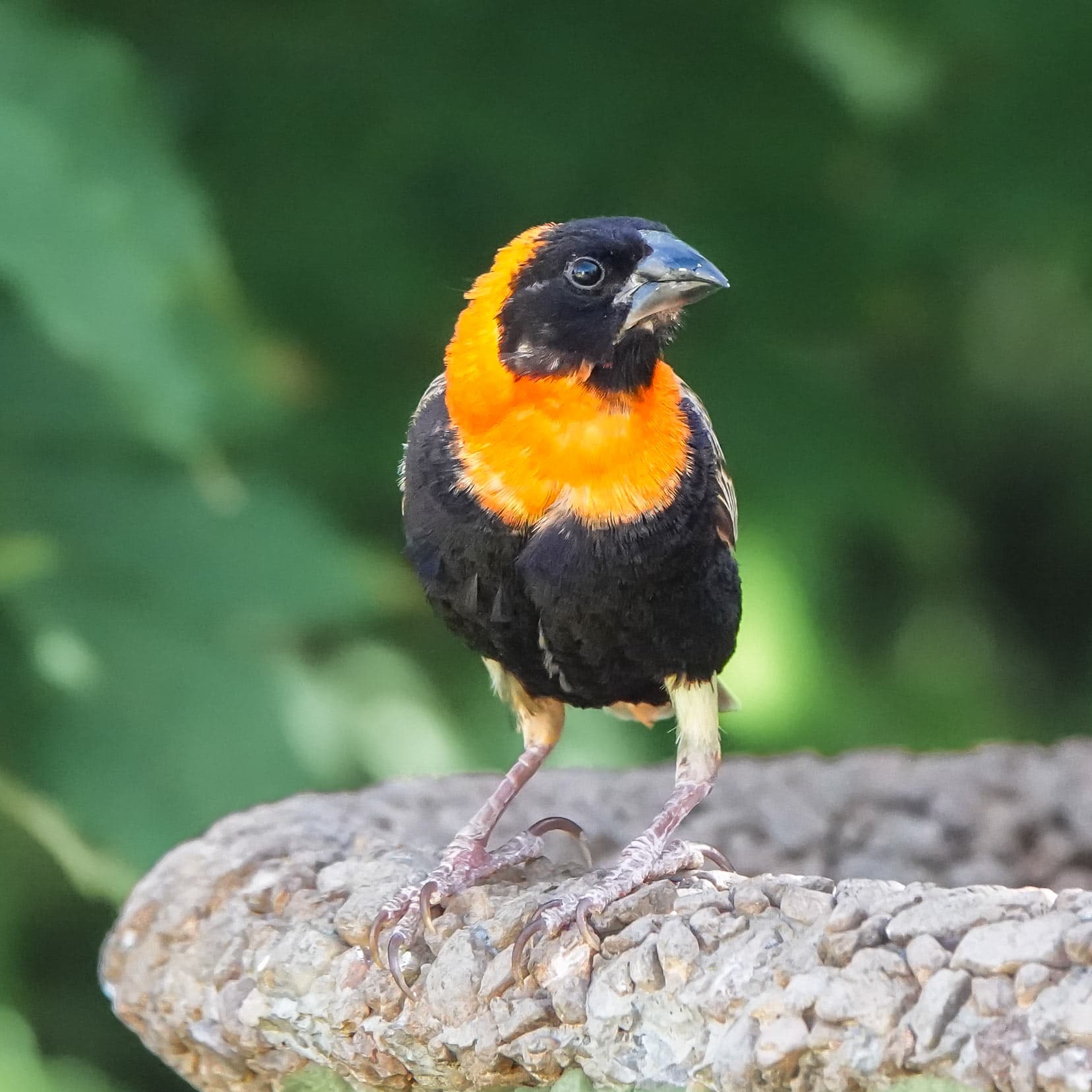 Southern-Red-Bishop_South-Africa-birds