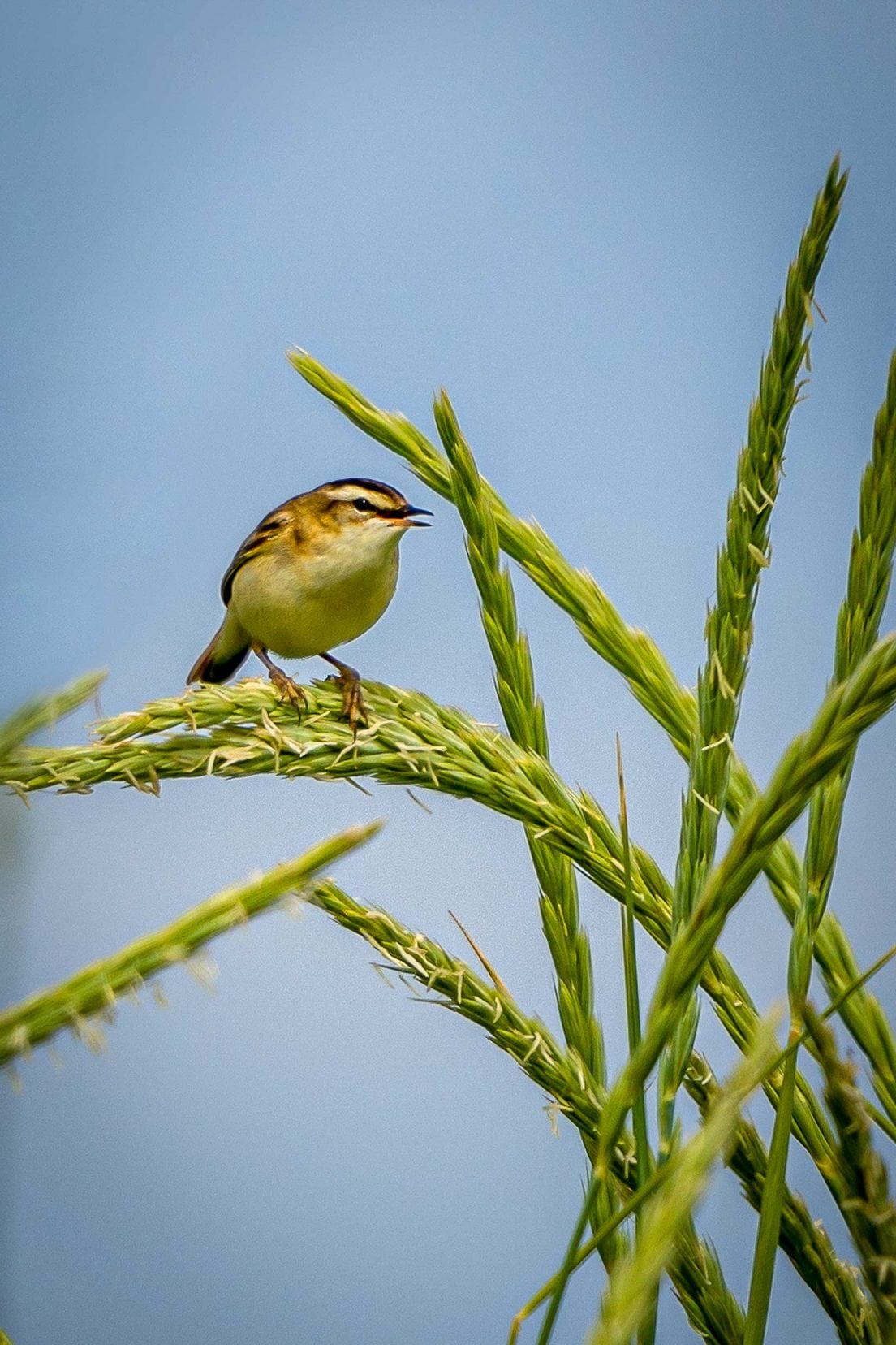 Little brown bird on a reed with blue sky background