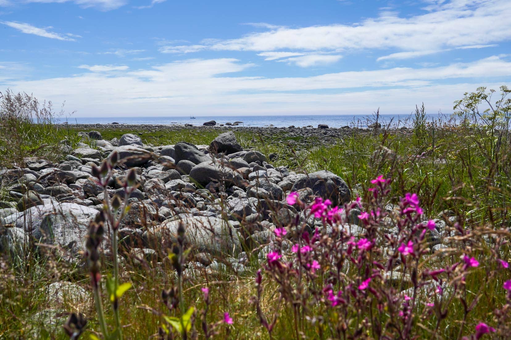 Views along the Kongvegen ocean in the background with a foreground of granite rock and purple and yellow wildflowers