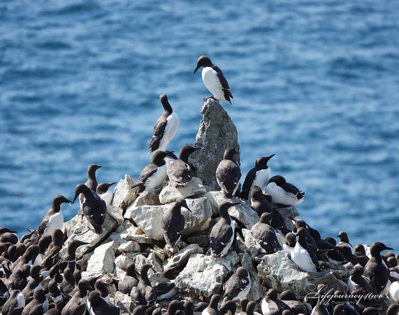 hundreds of Guillemots on a rock with ocean backdrop