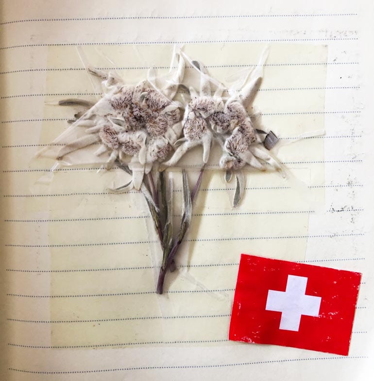 edelweiss flower taped to a travel journal page