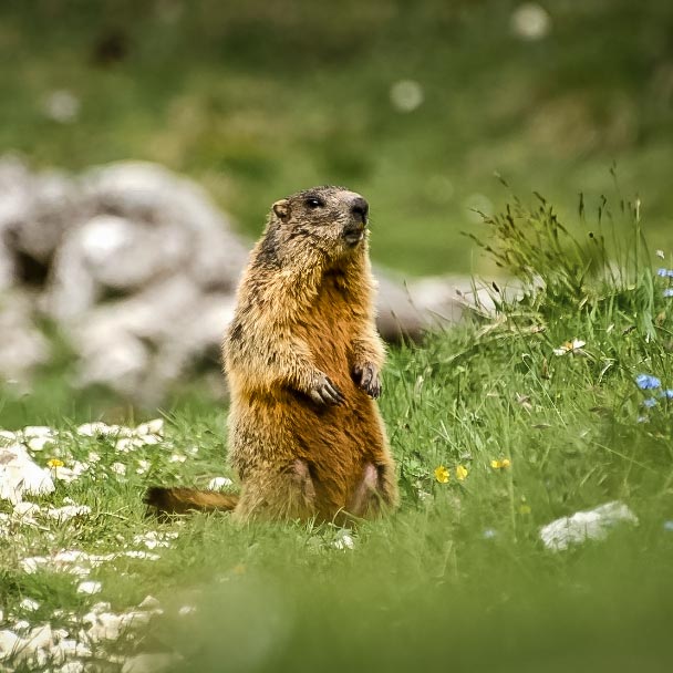 A marmot in a green grassy meadow