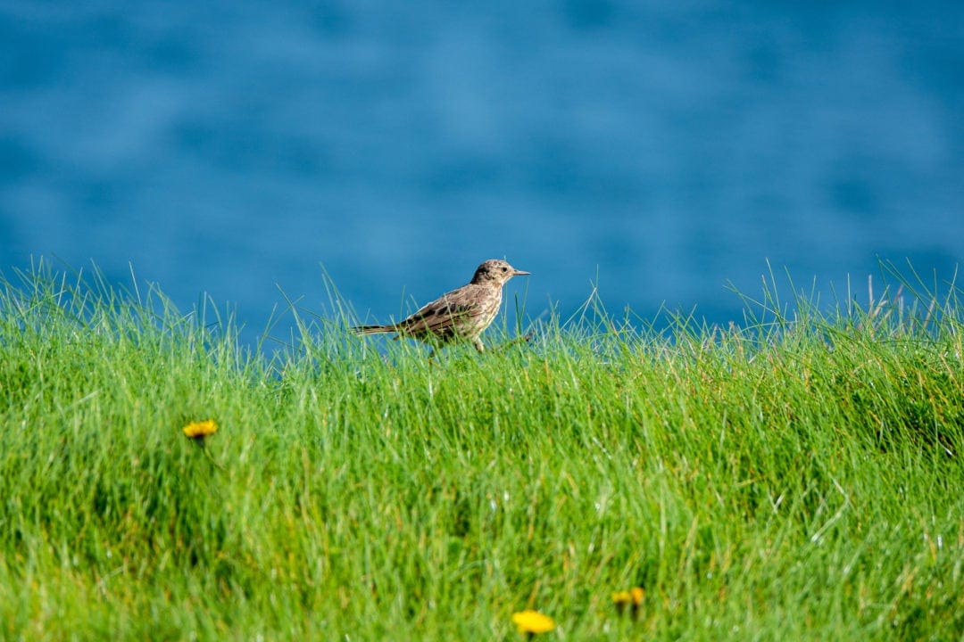 Solitary brown bird walk across a green grassy hillock