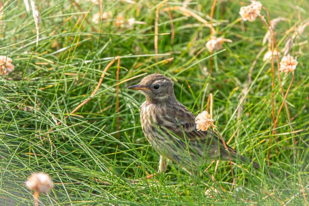 Small brown bird walks through the tall grass amongst yellow small flowers