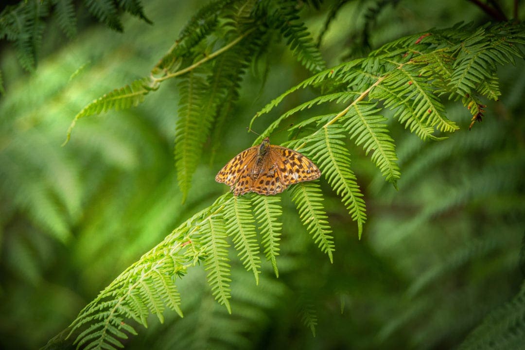 brown butterfly basks in sunlight on a green fern frond