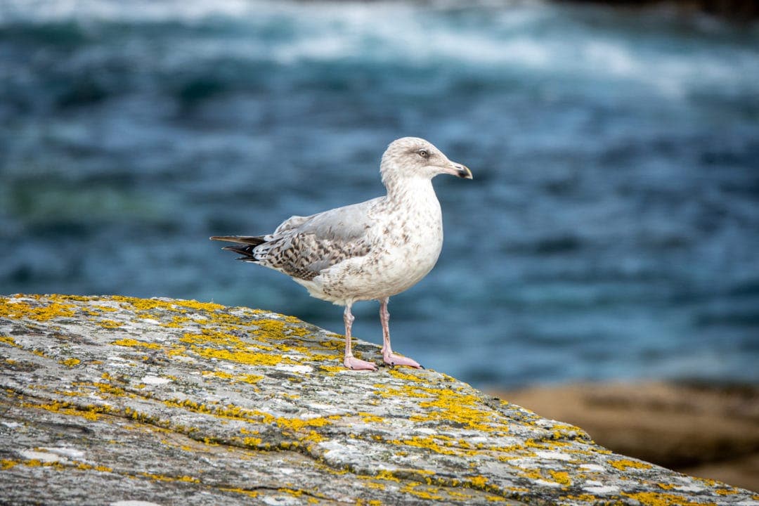 a single white seagull stands on a rock with the blue sea in the background