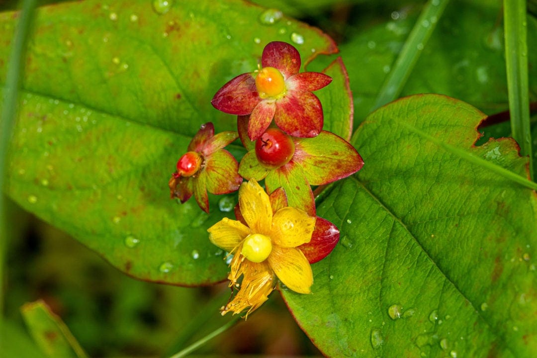 red yellow leaves amongst larger green leaves