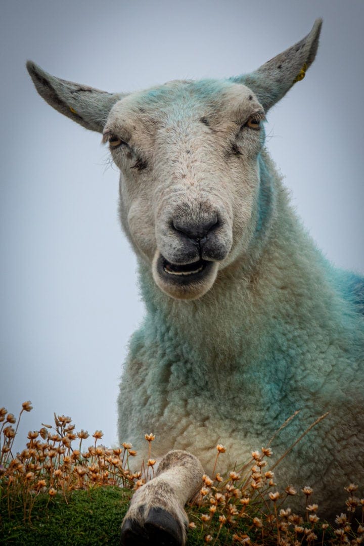 Sheep on some small orange flowers