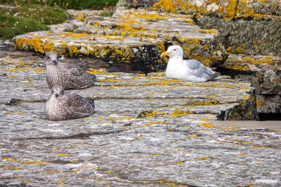 White and brown seagulls sit on a rocky outcrop