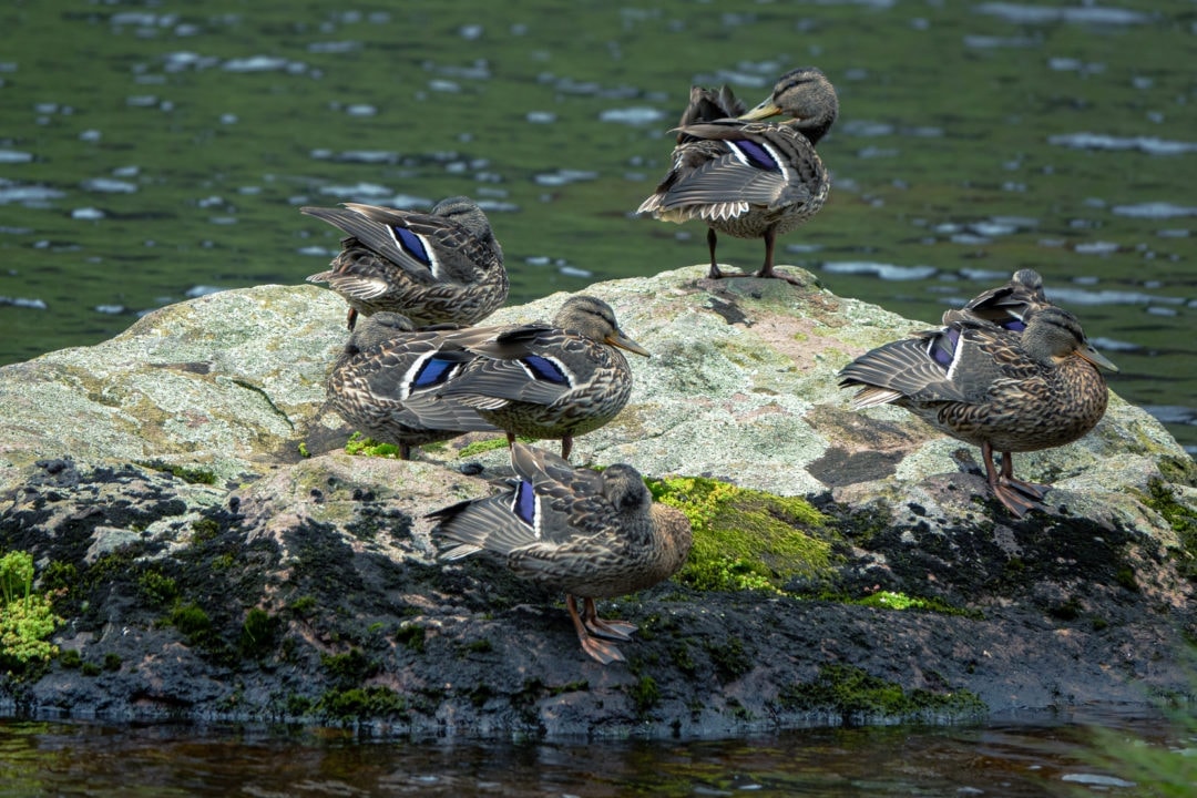 grey ducks with blue chevron on their wings rest on a rock in the water