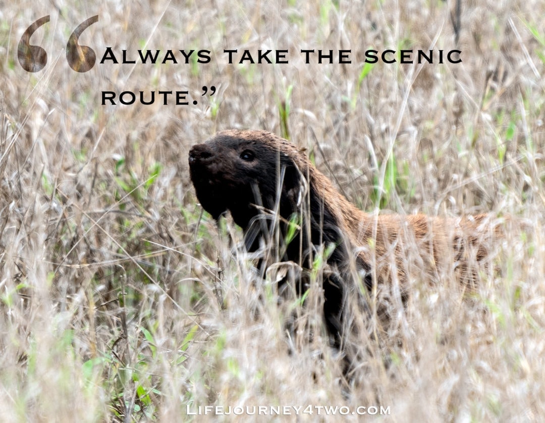 Quote on a photo of honey badger in tall grass