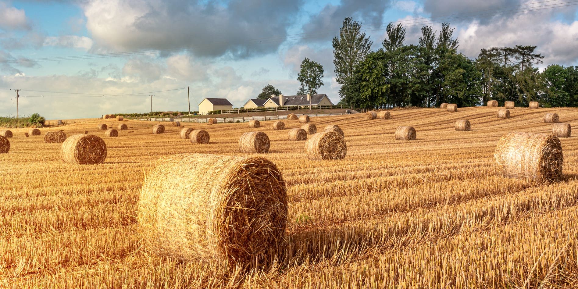 Ireland landscape photography - round straw bales glowing in the warm sunlight
