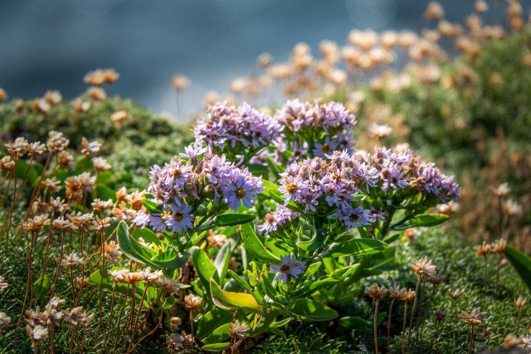 Pink flowers in a green leafy bush with a blue background