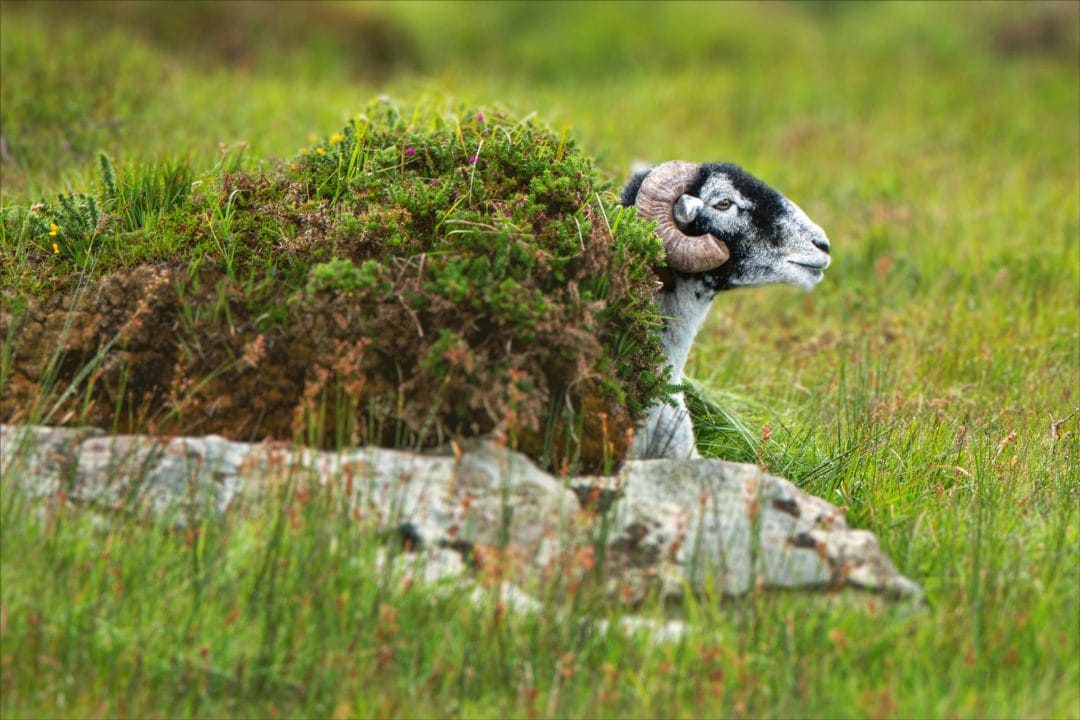 solitary sheep with curved horns takes shelter behind a green bush with pink flowers