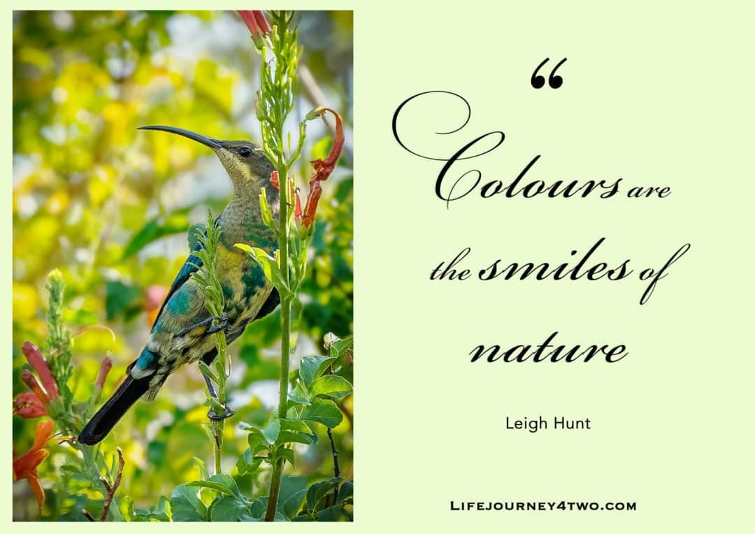 colours are the smiles of nature quote beside a colourful greeny blue sunbird