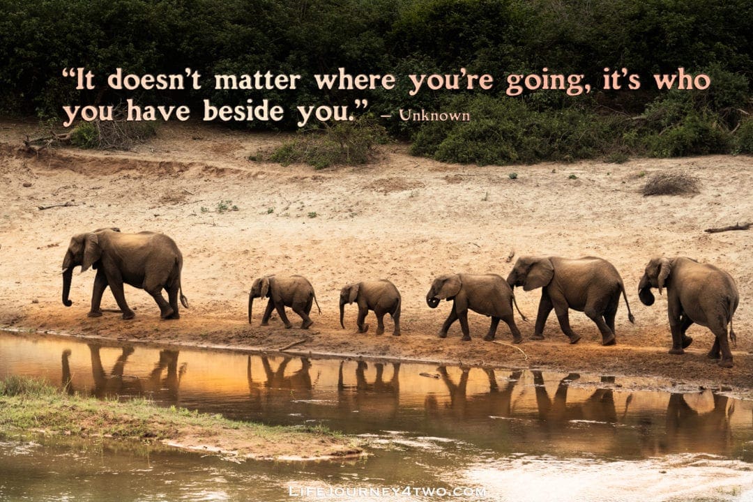 Travel quote on elephants walking in a line