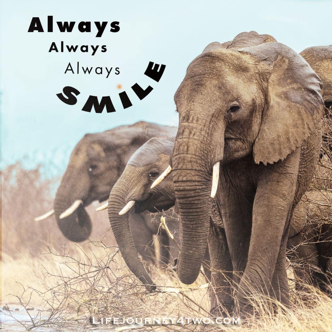 always smile caption on photo of three elephants