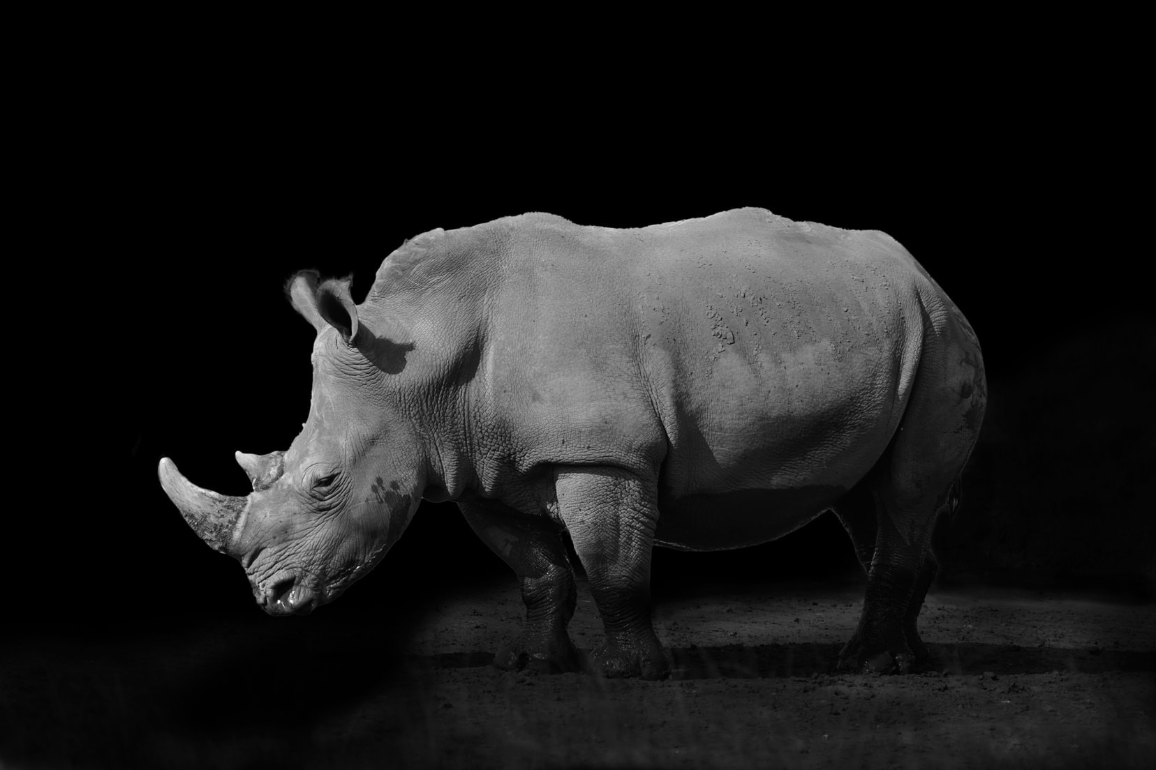 rhino on black background