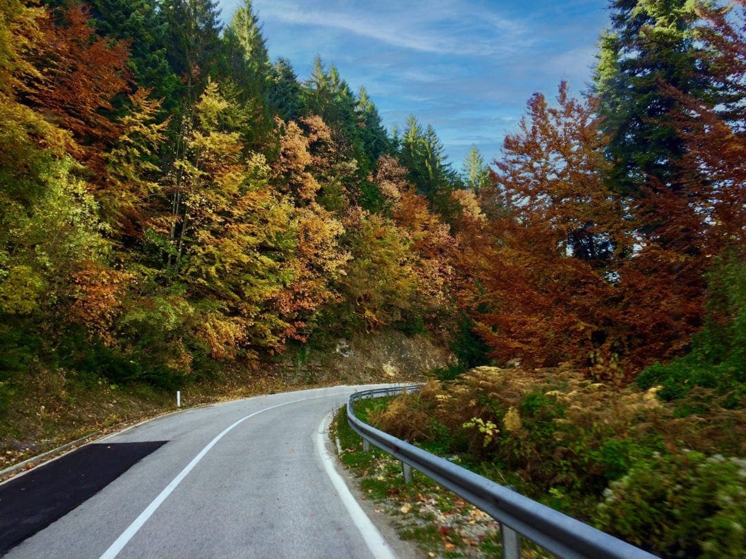 fall coloured trees on the side of a road