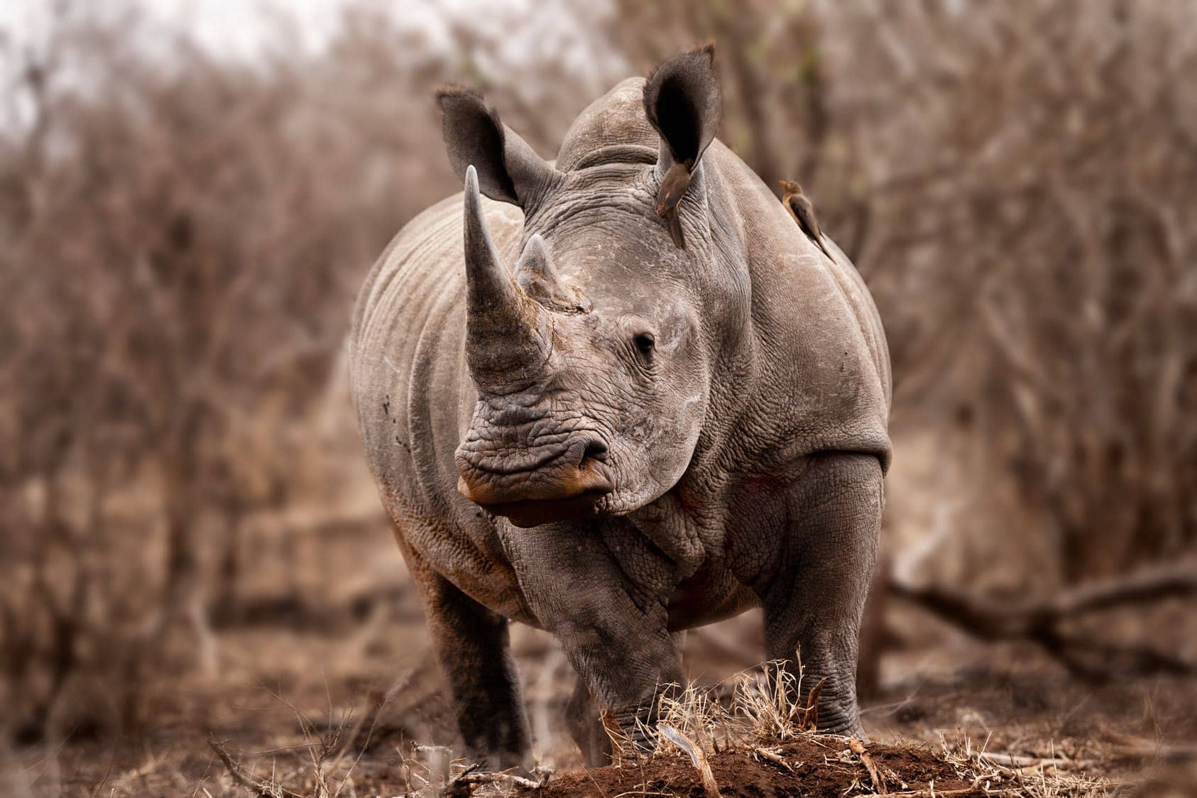 white rhino with horn intact 