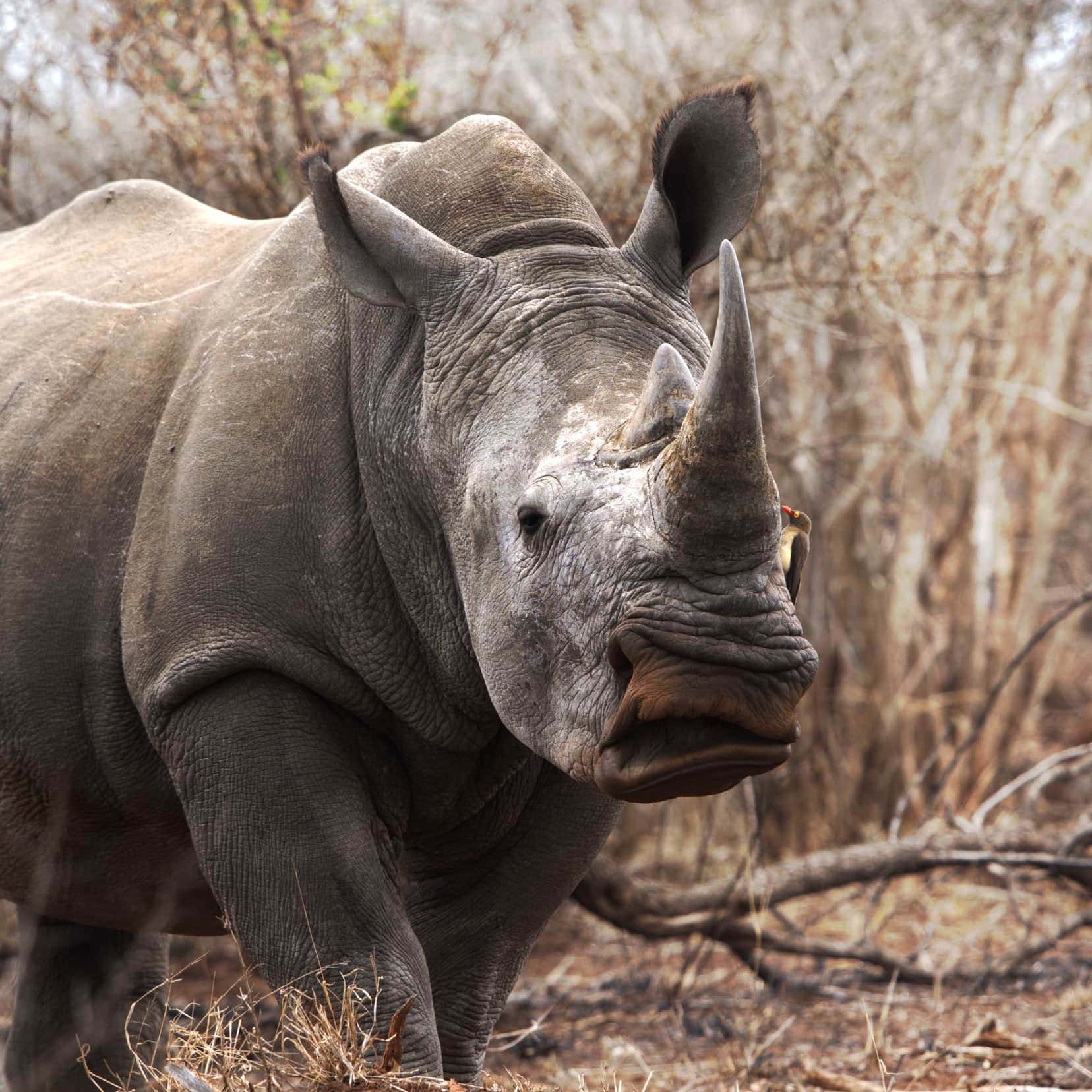 southern white rhino with horn with mouth curled up like a smirk