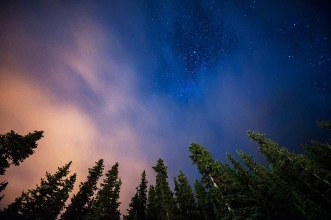 starry sky and green pine trees