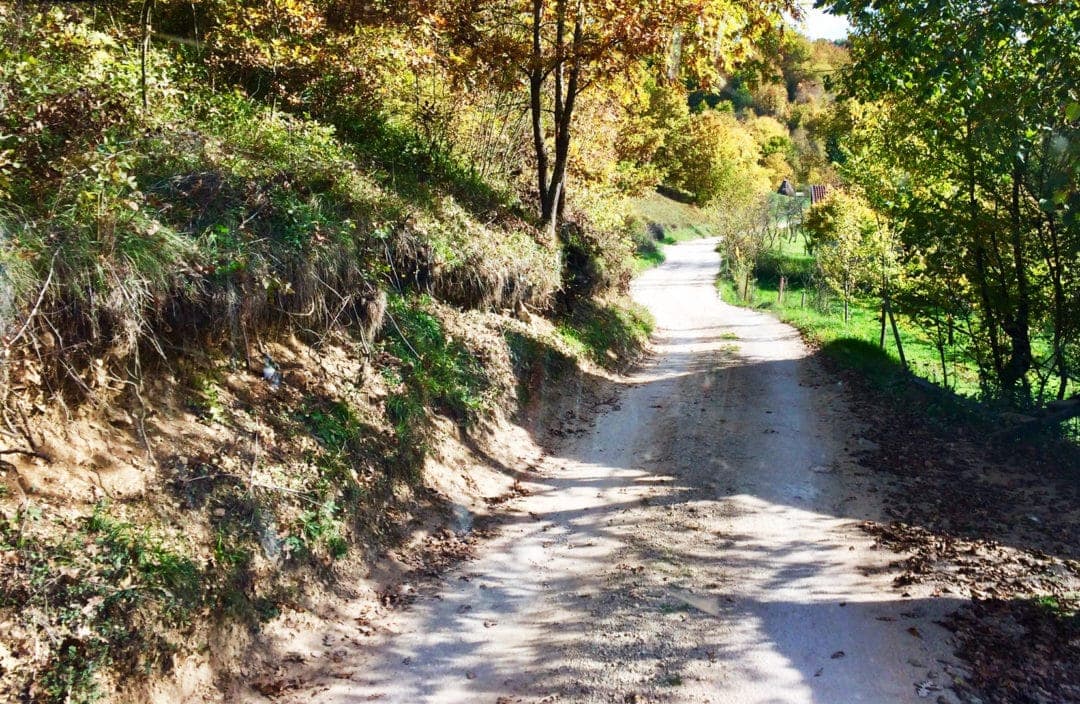 narrow road surrounded by a bank of trees